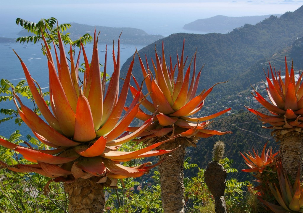 Cote d'Azur cactus in the exotic garden