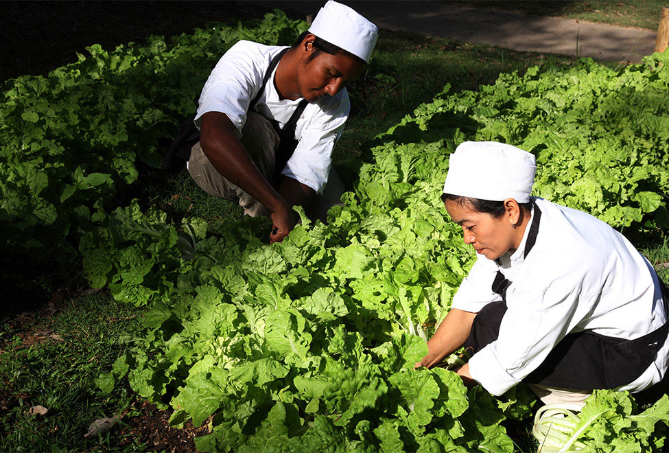 six_senses_yao_noi_975x660_organic_garden3