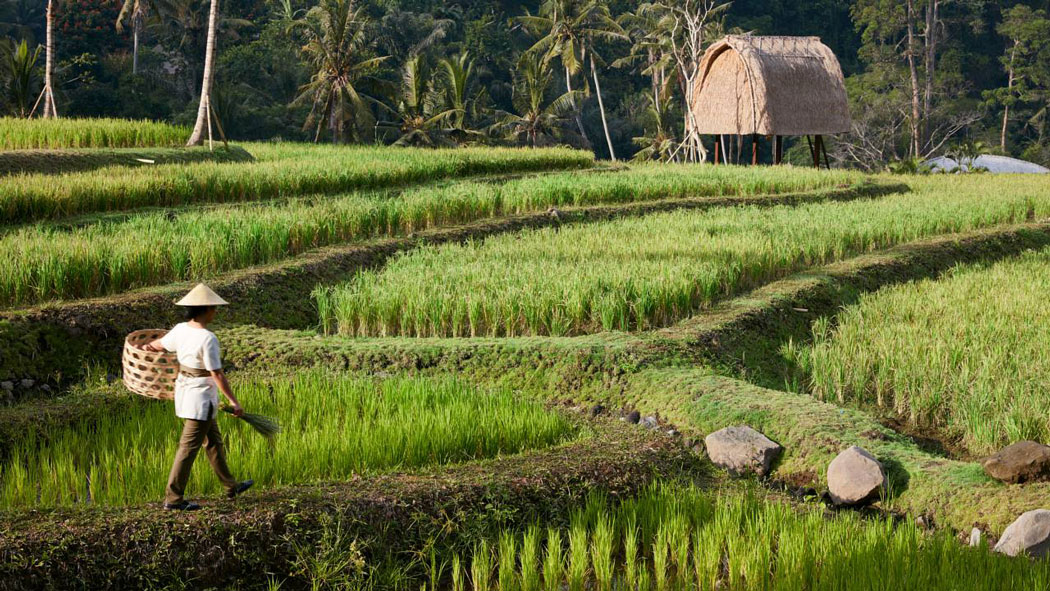 RiceFieldatMandapa_1280x720