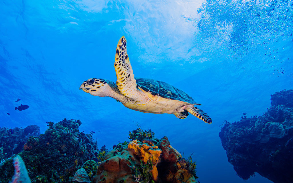 Banwa Private Island - sea turtle